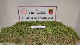 Sinopta tarlada 31 bin kök kenevir ele geçirildi