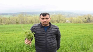Sinopta tarlasında kenevir ele geçirilen çiftçi: Yasa dışı iş yapmadık, valilik rencide etti