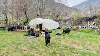 Şırnakta sokak köpekleri ağıla girdi, 18 keçi telef oldu