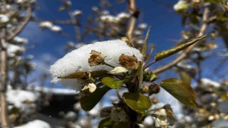 Soğuk hava ve yağışlar meyveyi olumsuz etkiledi, hububata can suyu oldu