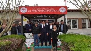 Söğütte çiftçilere yüzde 50 hibeli ayçiçeği tohumu dağıtıldı