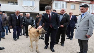 Sokak köpeğine devlet şefkati