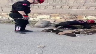 Su borusundan 7 yavru köpek çıktı