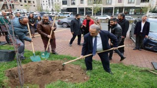 Talasta anlamlı fidan dikimi