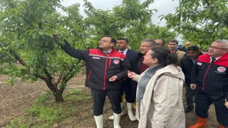 Tarım ve Orman Bakan Yardımcısı Gizligider, Denizlide zirai dondan etkilenen tarımsal alanları inceledi