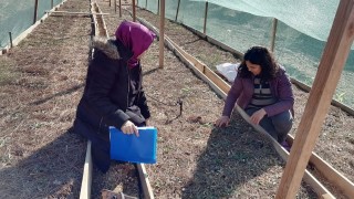 Tarım ve Orman İl Müdürlüğü'nden Salep Yetiştiricilerine Teknik Destek