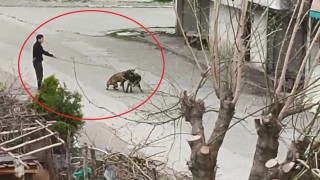 Tasmasından tuttuğu köpeğini, sokak köpeklerine saldırttı