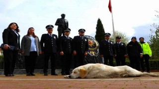 Taşovada sokak köpeği törende polislerin yanında uyudu