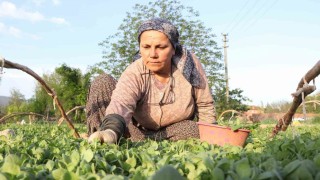 Tatık ve Pütünden tütün firmalarına ortak çağrı; Avans yoksa üretim de yok