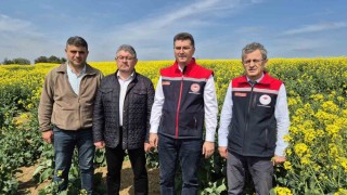 Tekirdağ İl Tarım Müdürü: Arılar ölürse, hayat da durur