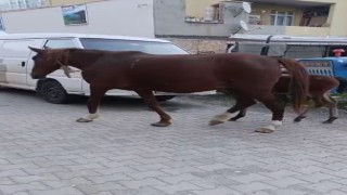 Tekirdağda başıboş atlar sürücülere zor anlar yaşatıyor