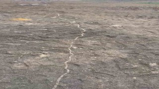 Tekirdağda tırtıl konvoyu: Sakın dokunmayın
