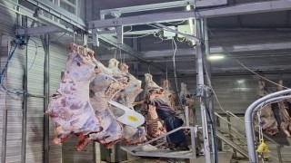 Tekirdağda yasal olmayan hayvan sevkine 105 bin ceza