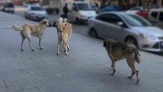 Tercanda vatandaşlar başıboş köpeklerden muzdarip