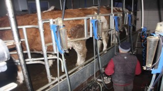 Ticari süt işletmelerince 857 bin 821 ton inek sütü toplandı