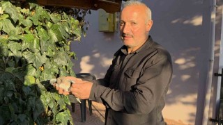 Tokatta evin çatısına yıldırım düştü, yuvadaki kuşlar telef oldu