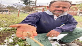 Tokatta tarım arazilerini don vurdu