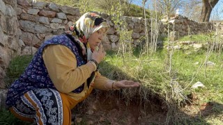 Tokatta türbenin toprağını yiyerek dua ediyorlar