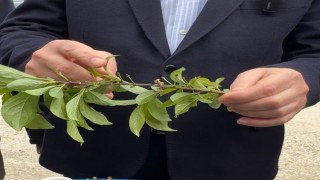 Tokatta zirai don sonrası hasar tespit çalışmaları başladı