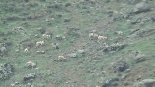 Tuncelide koruma altındaki yaban keçileri sürü halinde görüntülendi