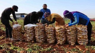 Turfanda patateste hasat başladı