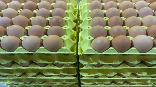 Üniversiteli tavukların yumurtaları daha hesaplı