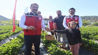 Ünü ülke sınırlarını aşan Yayladağı çileğinde bereketli hasat