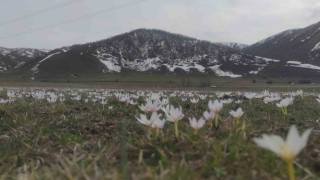 Vanda baharın müjdecisi kardelenler açtı
