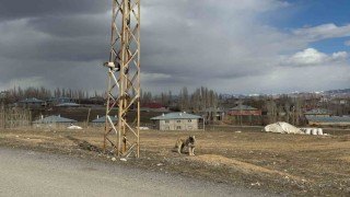 Vanda köpeklerden kaçan kedi saatlerce direkte bekledi