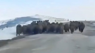 Yaban domuzları sürü halinde görüntülendi, vatandaşların şaşkınlığı kameraya yansıdı