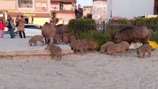 Yaban domuzlarını elle beslemeyin uyarısı