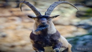 Yaban hayatı Munzur Dağlarına güzellik katıyor