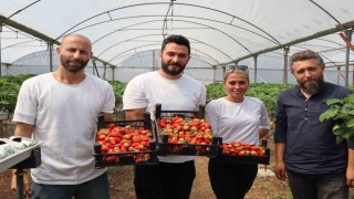 Yalovada topraksız tarım serasında çilek üretimine başlandı