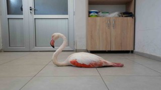 Yaralı flamingo tedavi edilerek doğal yaşama geri bırakıldı