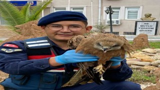 Yaralı kızıl şahin tedavi altına alındı