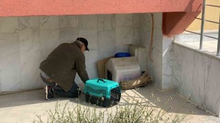 Yavruları ölü doğan anne kedi, koruma altına alındı