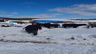 Yaylada hayvanlarıyla mahsur kalan vatandaş kurtarıldı