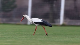 Yiğido Leylek yine Sivasspor Tesislerinde