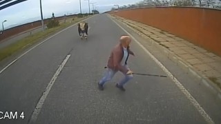 Yola çıkan ineği uzaklaştırmak isterken neye uğradığını şaşırdı