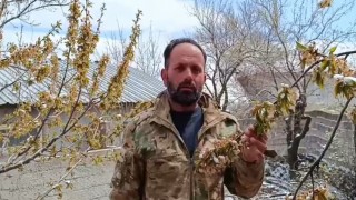 Yozgatta zirai don meyve ağaçlarını vurdu