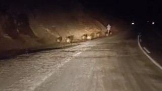 Yüksekovada domuz sürüsü kamerada