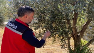Zeytin üreticilerine Pamuklu bit uyarısı
