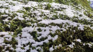 Zirai don çayı da vurdu