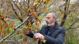 Zirai don, Malatyanın tescilli dalbastı kirazını da vurdu