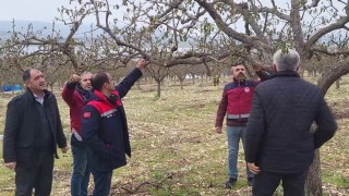 Zirai donun vurduğu Adıyamanda meyve bahçelerinde hasar tespiti sürüyor
