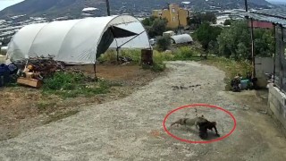 Ziyafete hazırlanan tilkiye ‘köpek şoku