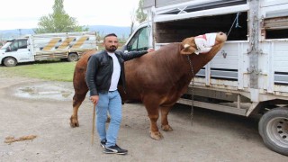 1 ton 150 kilogram ağırlığındaki Paşa 380 bin TLye alıcısını bekliyor