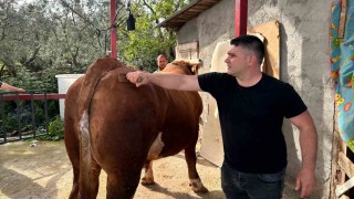 1 ton 200 kiloluk kurbanlık, araba fiyatına alıcısını bekliyor