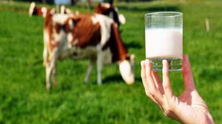 2024 Yılında Türkiye’de Çiğ Süt Üretimi %4,7 Arttı: 22,5 Milyon Ton Üretim Gerçekleşti