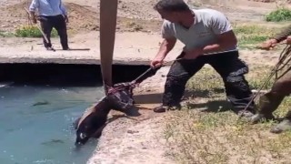 3 gündür kayıp olan at, sulama kanalında bulundu